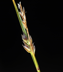Carex deflexa boottii
