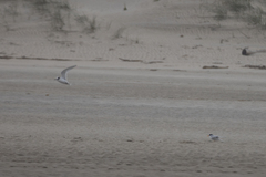 Sternula nereis davisae