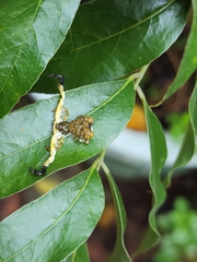Phrynarachne ceylonica
