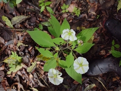 Lycianthes rzedowskii