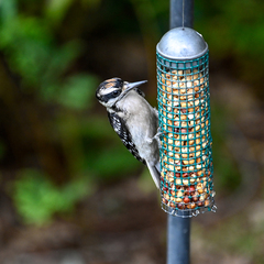 Dryobates villosus villosus