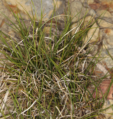 Carex deflexa boottii