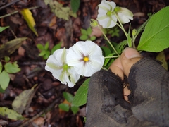 Lycianthes rzedowskii