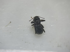 Microcylloepus