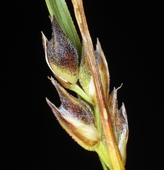Carex deflexa boottii