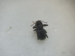 Microcylloepus