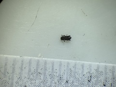 Microcylloepus