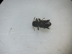 Microcylloepus