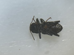 Microcylloepus