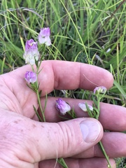 Polygala sanguinea