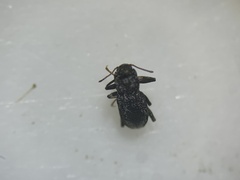 Microcylloepus