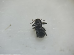 Microcylloepus