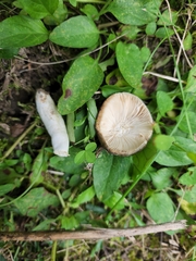 Russula viridis