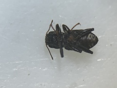 Microcylloepus