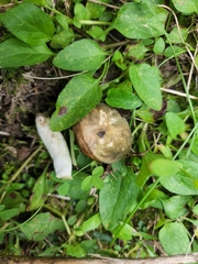 Russula viridis
