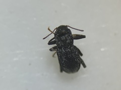 Microcylloepus