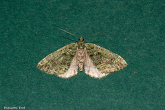 Austrocidaria callichlora