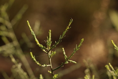 Maireana microphylla