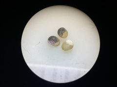 Pyrgulopsis neritella