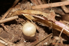 Allium albotunicatum