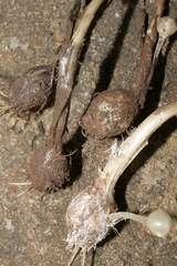 Allium albotunicatum