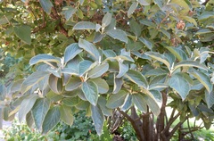 Viburnum macrocephalum