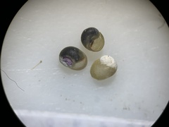 Pyrgulopsis neritella