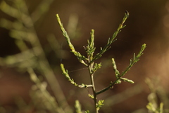Maireana microphylla