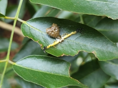 Phrynarachne ceylonica