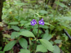 Scutellaria seleriana