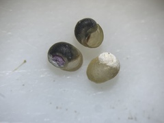 Pyrgulopsis neritella