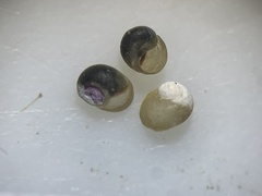 Pyrgulopsis neritella