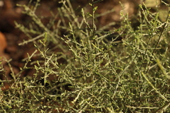 Maireana microphylla