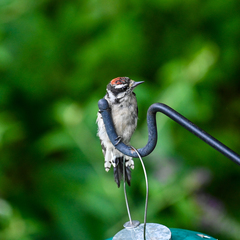 Dryobates pubescens pubescens