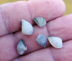 Anomalocardia cuneimeris