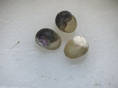 Pyrgulopsis neritella
