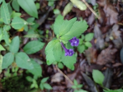 Scutellaria seleriana