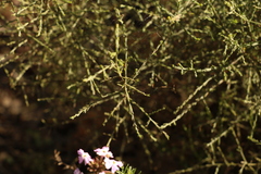 Maireana microphylla