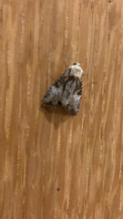 Mesoligia furuncula