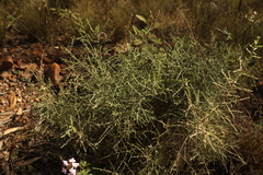 Maireana microphylla