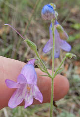 Penstemon inflatus