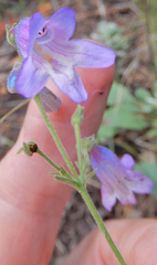 Penstemon inflatus