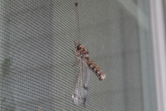 Ululodes quadripunctatus