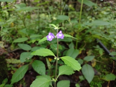Scutellaria seleriana