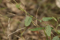 Solanum latens