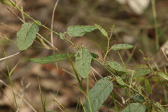 Solanum latens