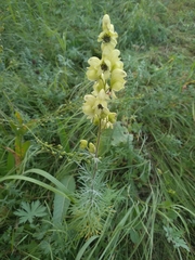 Aconitum anthora