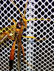 Opheltes glaucopterus