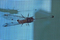 Ululodes quadripunctatus