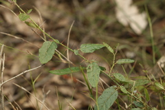 Solanum latens